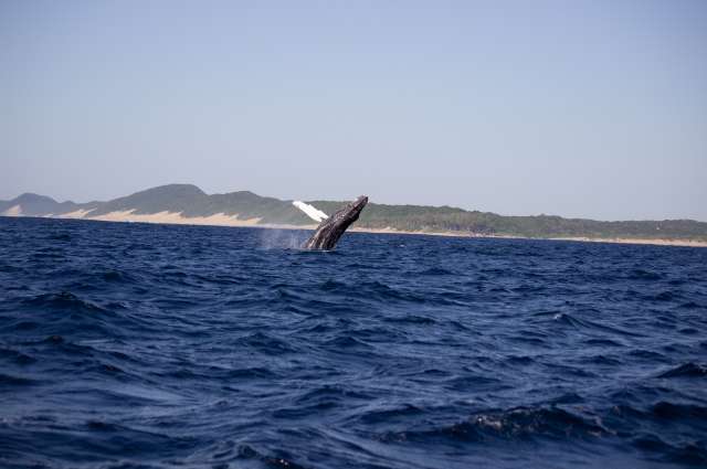 Wale vor der Küste: Sodwana Bay
