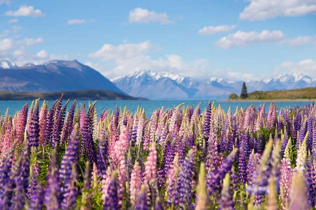Bunte Lupinen am Lake Tekapo
