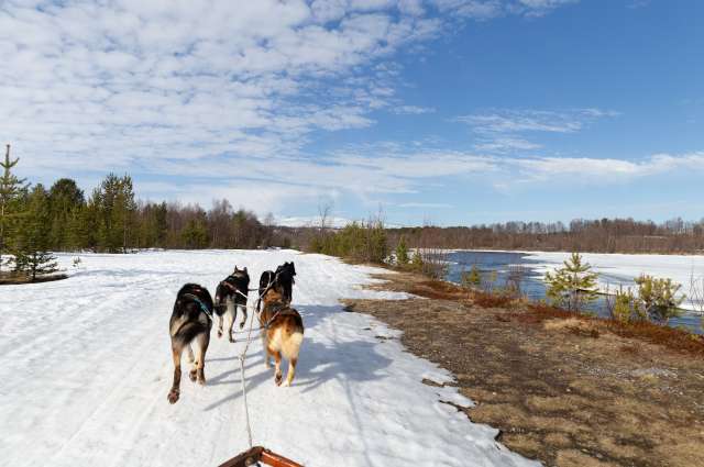 Hundeschlittentour am Alta River