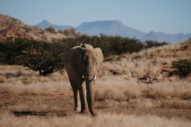 Wüstenadaptierter Elefant im Damaraland