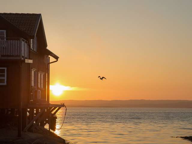 Ein Vogel fliegt bei Sonnenuntergang über das Meer