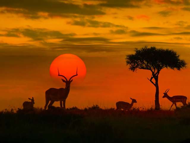Ein Sonnenuntergang mit einer Familie von Antilopen und einem Baum im Vordergrund