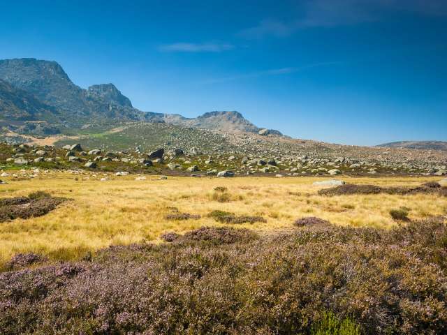 Ein Feld mit Blumen und Bergen im Hintergrund