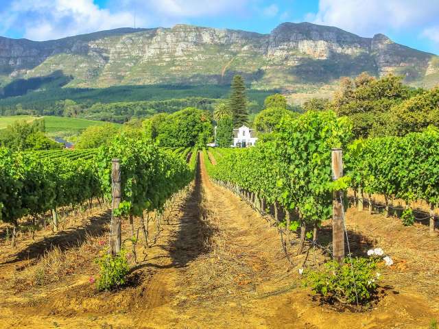 Ein Weinberg mit Bergen im Hintergrund
