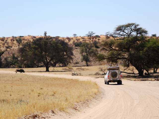 Ein weißer Geländewagen fährt auf einer Sandstraße durch eine trockene Savanne, während in der Ferne ein Gnu zu sehen ist.