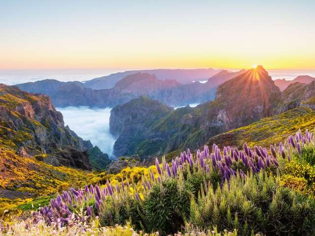 Auf diesem Bild ist eine Berglandschaft mit einer Wolkendecke bei Sonnenaufgang zu sehen, geschmückt mit violetten und gelben Blumen im Vordergrund.