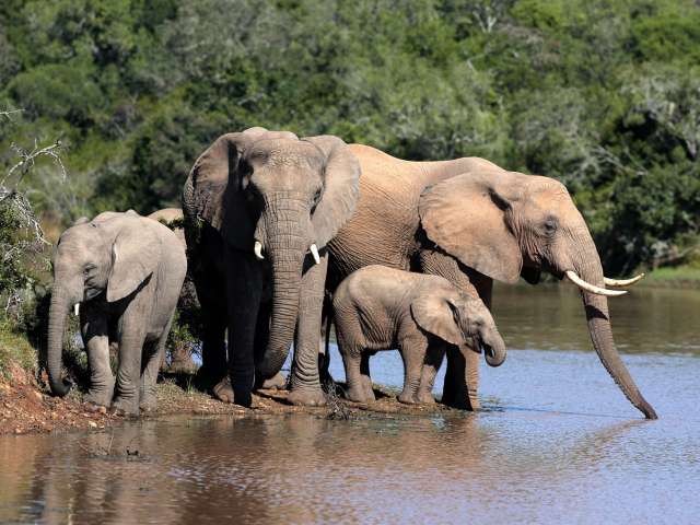 Eine Familie von Elefanten steht neben einem Fluss