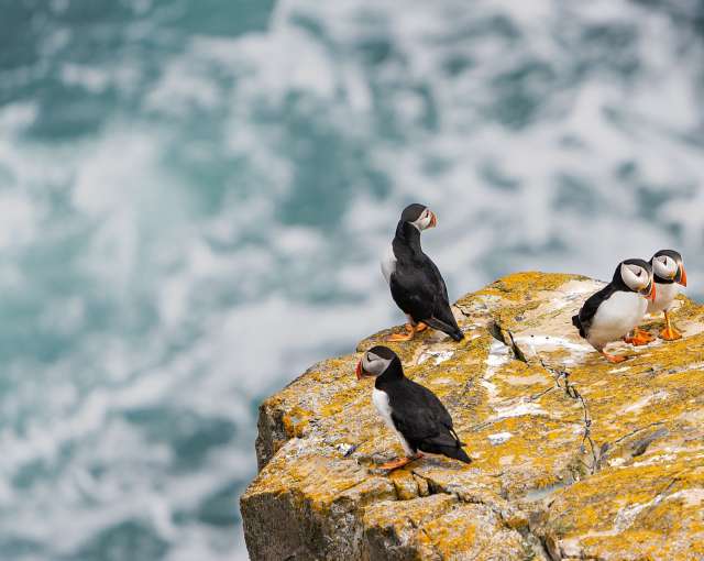 Drei Puffins stehen auf einem Felsen in der Nähe des Ozeans