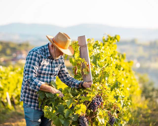 Ein Mann in einem Strohhut arbeitet an einem Weinberg