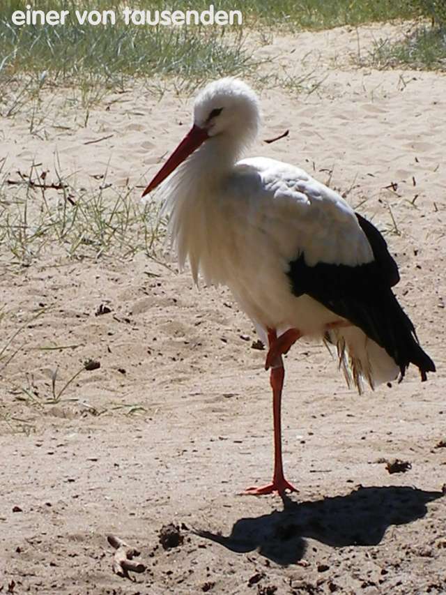 Ein Storchenvogel steht auf einem Bein im Sand.
