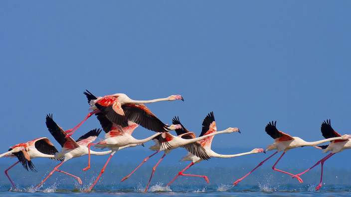 Eine Gruppe von Flamingos, die im Wasser laufen