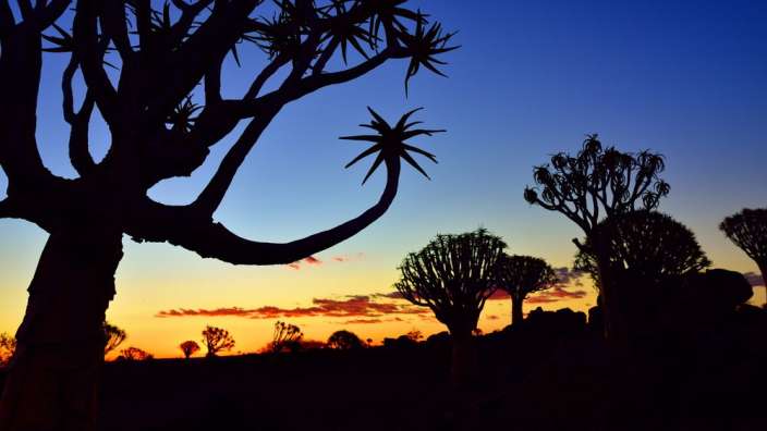Ein Sonnenuntergang mit Bäumen im Vordergrund