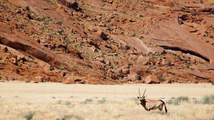 Ein Antilope steht in einem Feld mit einem Felsen im Hintergrund