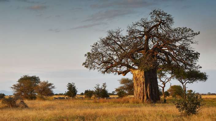 Ein Baum ohne Blätter steht in einem Feld