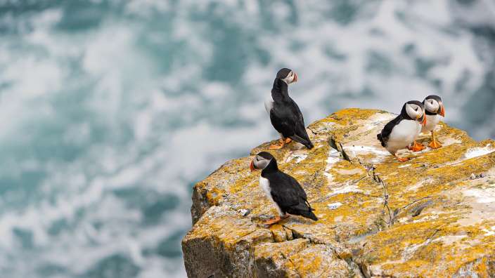 Drei Puffins stehen auf einem Felsen in der Nähe des Ozeans
