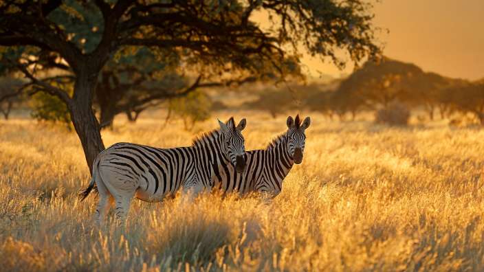 Zebras bei Sonnenuntergang