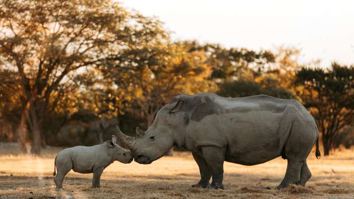 Nashörner im Etosha Park