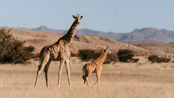 Giraffen im Erongo Gebirge