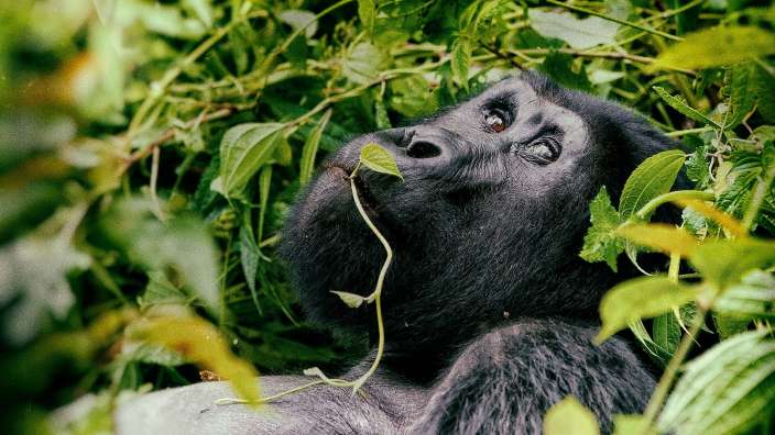 Ein Gorilla hält ein Blatt in seinem Maul
