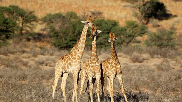 Giraffen in der Kalahari-Wüste