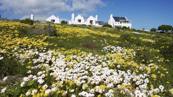 Ein Feld voller weißer und gelber Blumen mit einem weißen Haus im Hintergrund