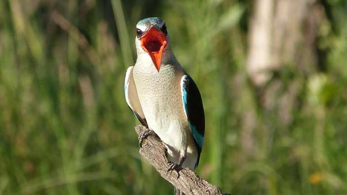 Ein Vogel sitzt auf einem Ast mit offenem Schnabel