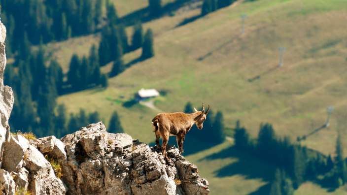 Eine Ziege steht auf einem Felsvorsprung in den Bergen