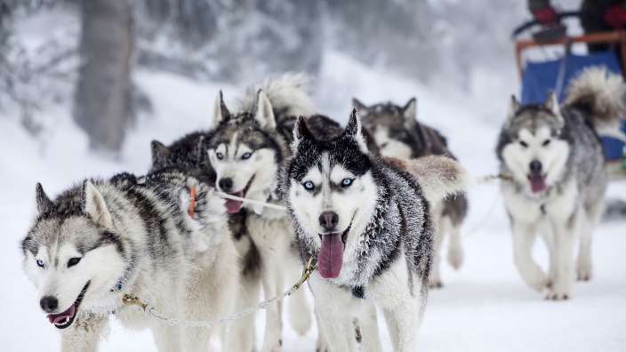 Eine Gruppe von Huskys zieht einen Schlitten durch den Schnee