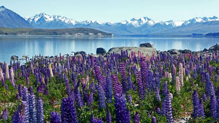 Ein Feld lila Blumen mit Bergen im Hintergrund