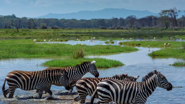 Eine Herde Zebras läuft durch einen Fluss