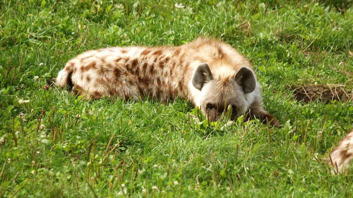 Eine Nahaufnahme einer Hyena im Gras
