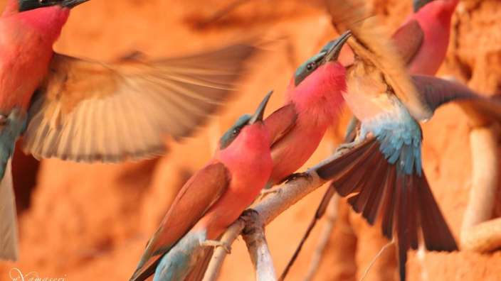 Eine Gruppe von rosa und blauen Vögeln sitzt auf einem Ast