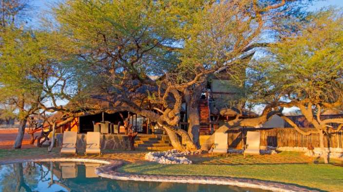 Ein großer Baum steht in der Nähe eines Swimmingpools