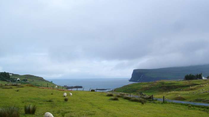 Schafe grasen auf einer grünen Wiese mit Blick auf das Meer