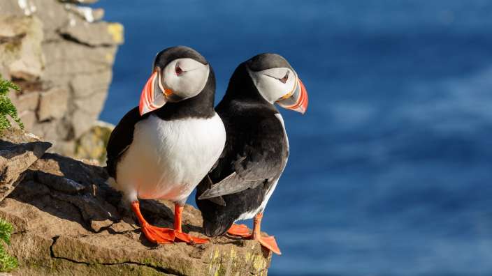 Zwei Puffins stehen auf einem Felsen in der Nähe des Ozeans