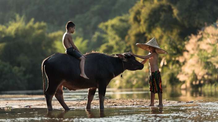 Ein Junge sitzt auf dem Rücken eines Wasserbuffels