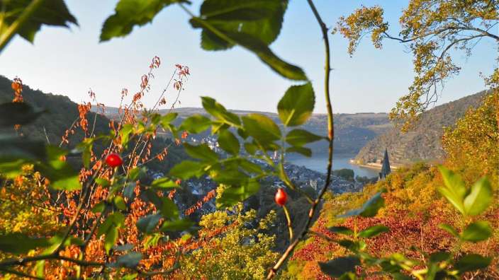 Ein Baum mit roten Beeren und einem Fluss im Hintergrund