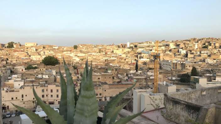 Eine Aloe Vera-Pflanze sitzt auf einem Balkon mit Blick auf eine Stadt