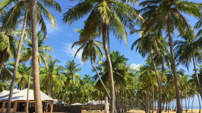 Ein Strand mit vielen Palmen und Hütten