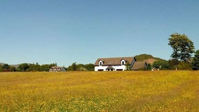 Ein großes Feld mit gelben Blumen und einem Haus im Hintergrund .