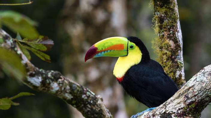 Ein Toucan sitzt auf einem Ast in einem Baum