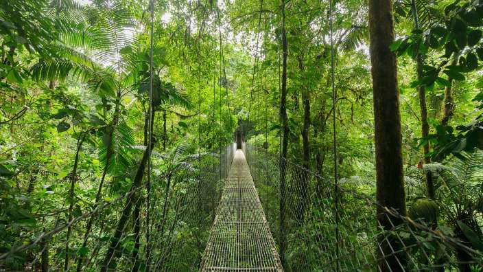 Eine Hängebrücke im Dschungel mit vielen Bäumen