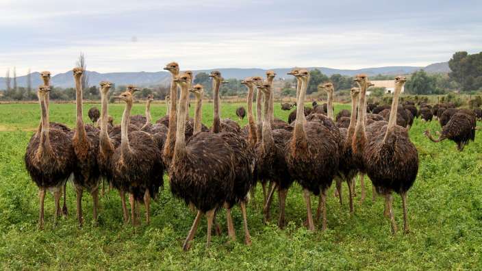Eine Herde Strauße steht in einem grünen Feld