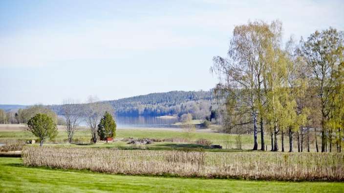Ein Feld mit Bäumen und einem See im Hintergrund