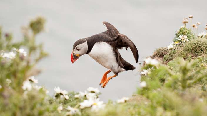 Ein Puffin springt in die Luft, um etwas zu essen