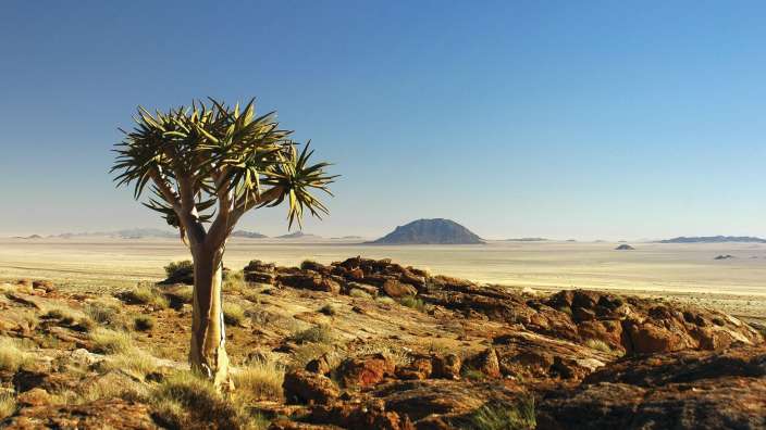 Ein Baum steht in der Mitte einer Wüste