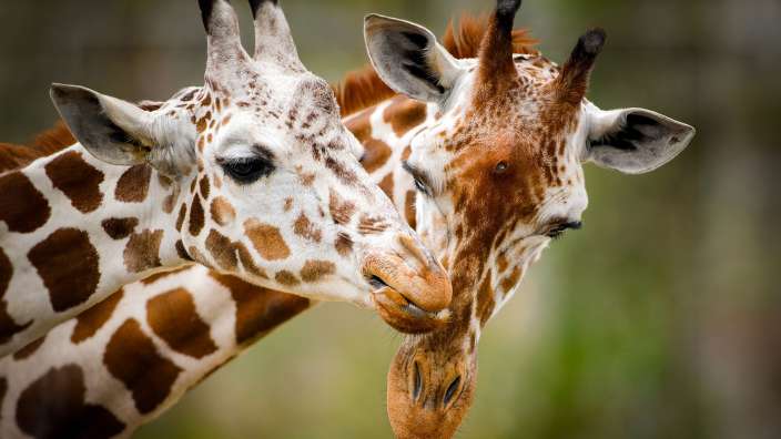 Zwei Giraffen stehen nebeneinander und küssen sich