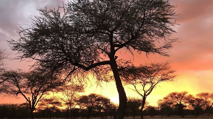 Ein Sonnenuntergang mit einem Baum im Vordergrund