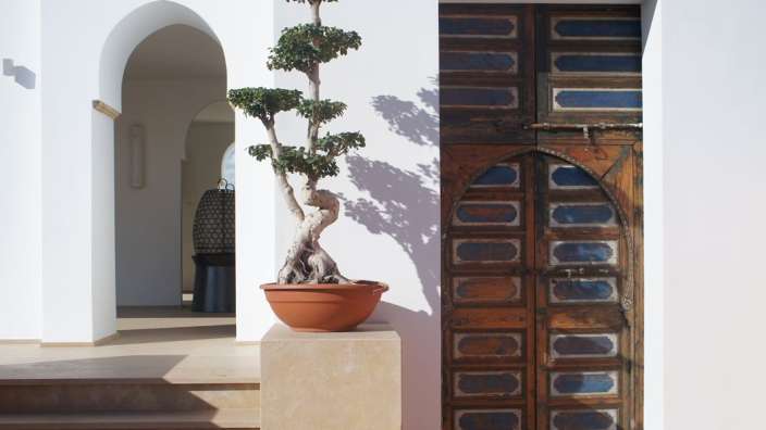 Eine Pflanze in einem Topf steht neben einer Tür