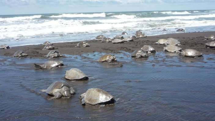 Eine Gruppe von Schildkröten, die am Strand liegen